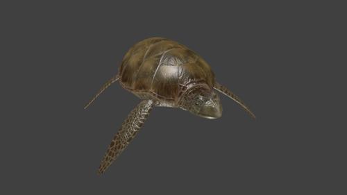 Ocean Turtle preview image